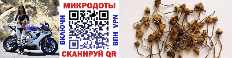 Галлюциногенные грибы ЛСД  Стародуб 